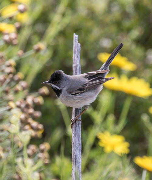 Ruppell's Warbler male